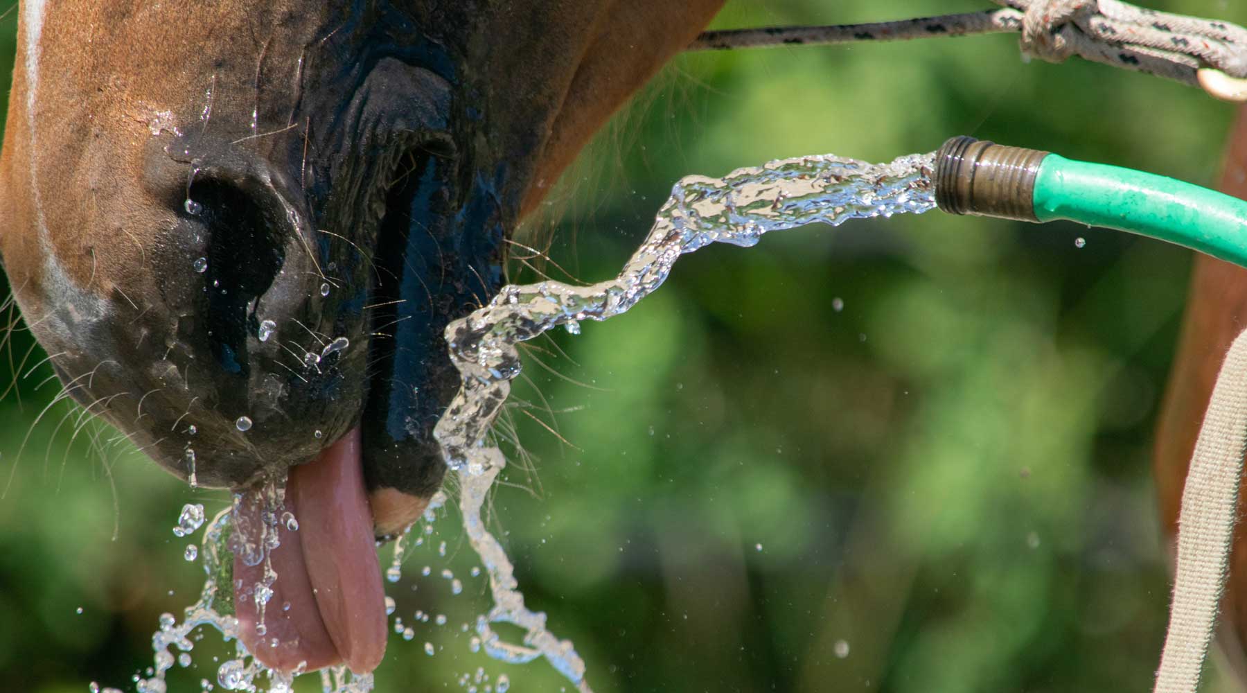 Horse Health in Summer Heat