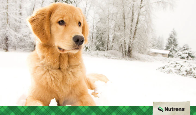 Cold Weather Safety