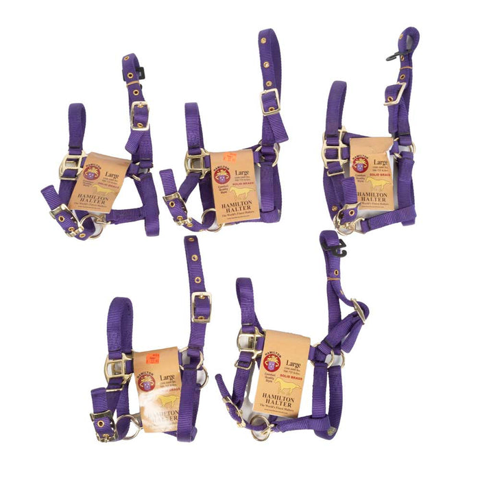 New Set Of 5 Hamilton Large Mini Halters Sale Barn MISC