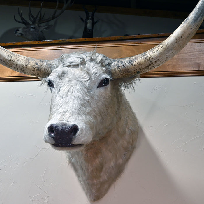 Mounted Longhorn Steer Head Collectibles MISC