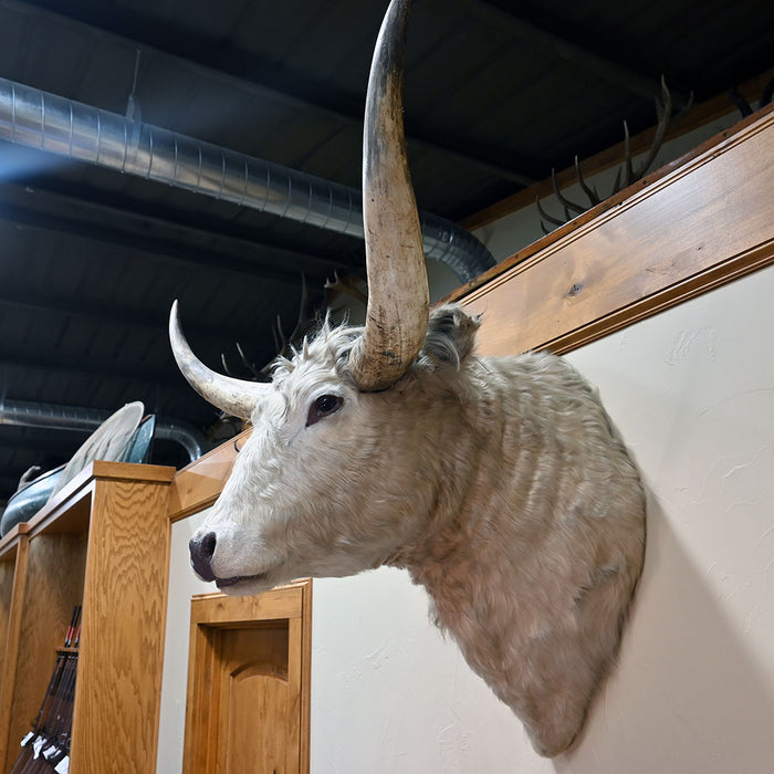 Mounted Longhorn Steer Head Collectibles MISC