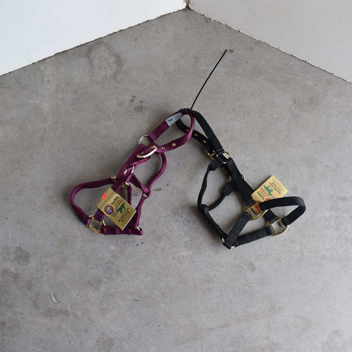 NEW Hamilton Yearling Halters Set Of 2 Sale Barn Teskey's