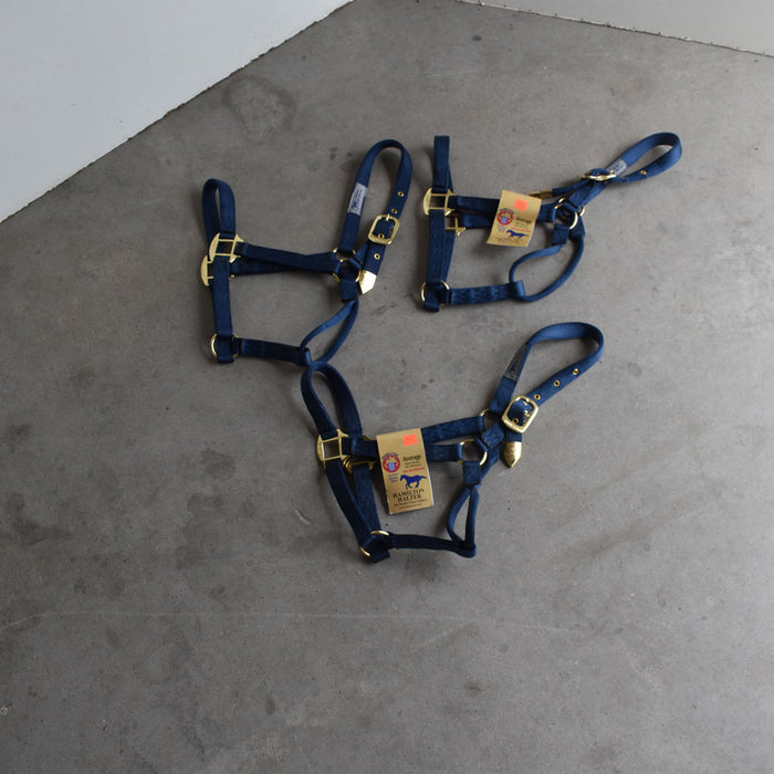 NEW Hamilton Average Halters Set of 3 Sale Barn Teskey's
