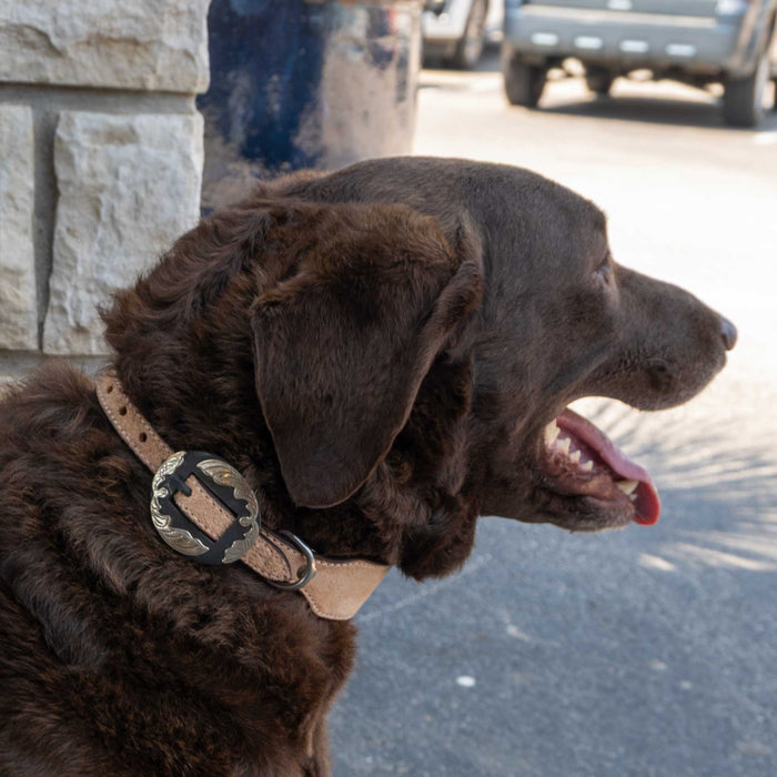 Light oil Roughout Dog Collar With Engraved Buckle Pets - Accessories Teskeys