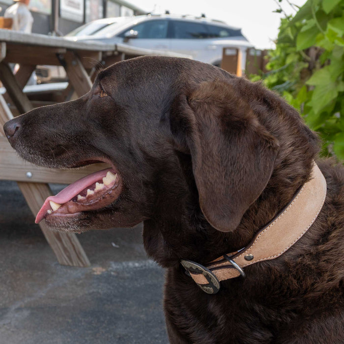 Light oil Roughout Dog Collar With Engraved Buckle Pets - Accessories Teskeys