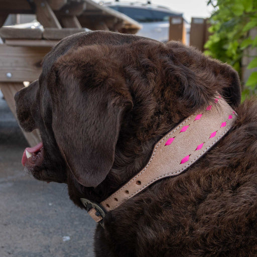 Roughout Dog Collar With Pink Buckstitch Pets - Accessories Teskeys