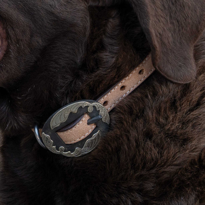 Roughout Dog Collar With Pink Buckstitch Pets - Accessories Teskeys