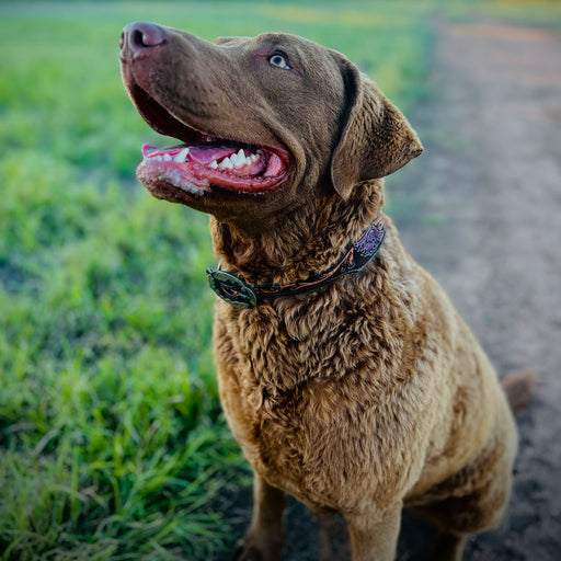 Teskey's Metallic Purple Floral Tooled Dog Collar with Oval Feather Buckle Pets - Accessories Teskey's