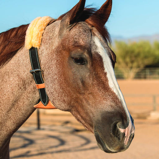 Professional's Choice The Dare Cribbing Control Collar Equine - Training & Behavior Professional's Choice