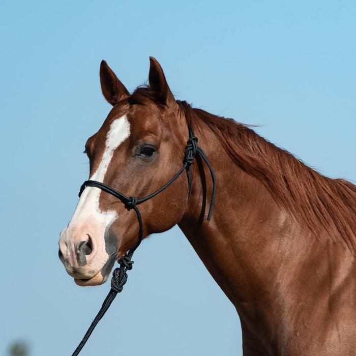Classic Equine Rope Halter with Lead Tack - Halters & Leads Classic Equine Black