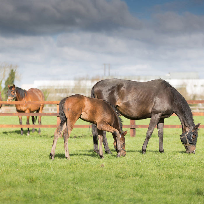 Equilume Pro Rechargable Performance Light Mask Equine - Therapeutic Equilume