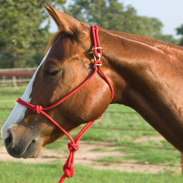 Easy-On Rope Halter with Lead Tack - Halters & Leads Mustang