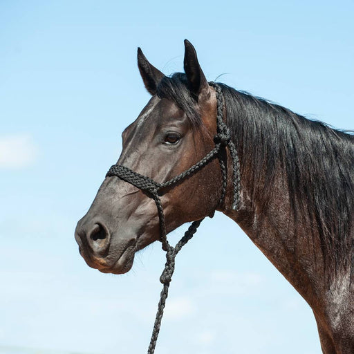 Cashel Flat Braid Halter with Lead Tack - Halters & Leads Cashel