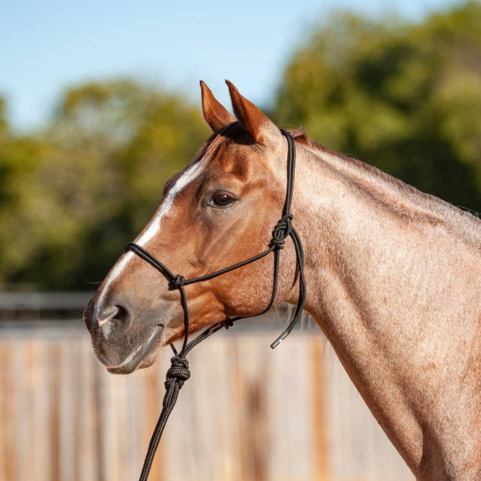 Classic Equine Solid Halter with Lead Tack - Halters & Leads Classic Equine