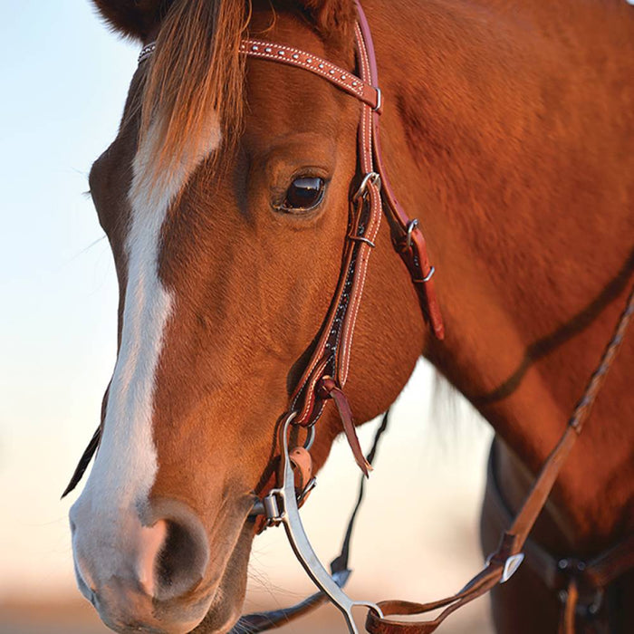Classic Equine Shoulder Holder Bit Tack - Bits Classic Equine