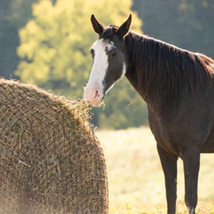 Texas Haynet Round Bale Hay Net Barn - Hay Bags & Nets Texas Haynet