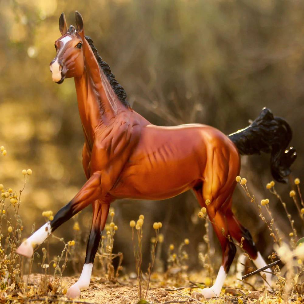 What level of dressage does Adamek compete in?