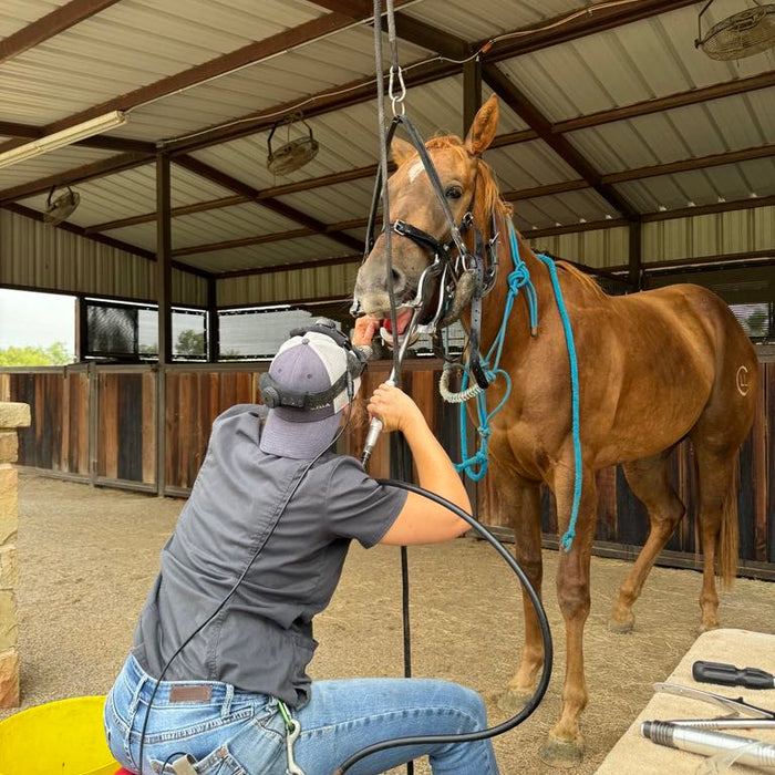 Understanding Your Horse's Teeth