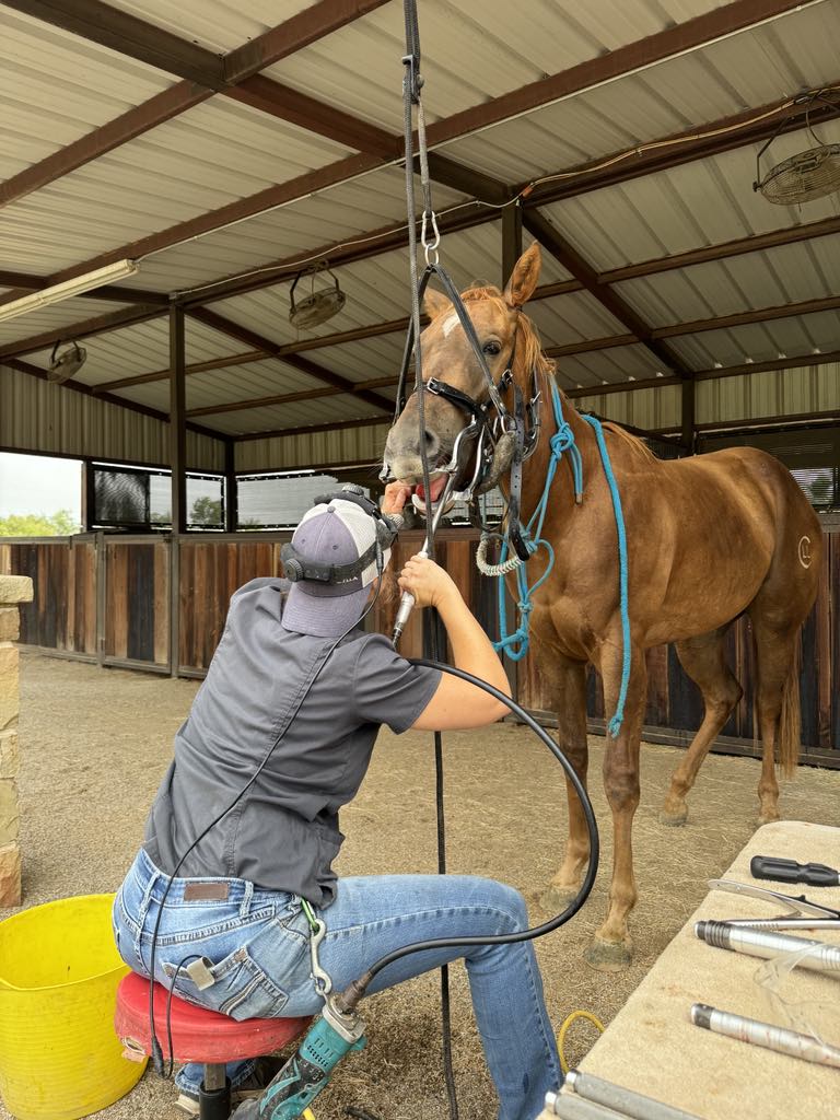 Understanding Your Horse's Teeth