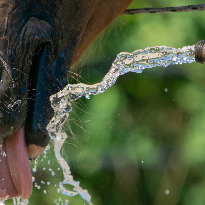 Horse Health in Summer Heat