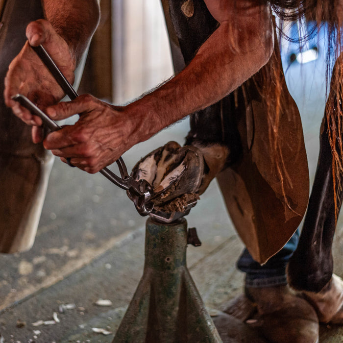 The Ultimate Guide to Daily Hoof Care & Maintenance