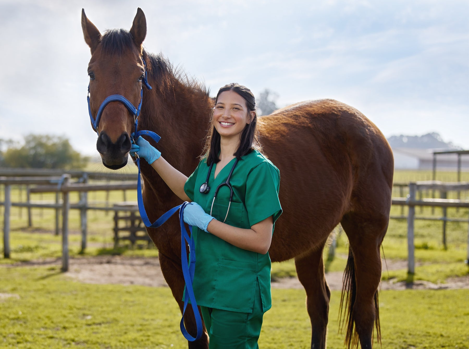 Understanding Equine Choke: Causes, Signs, and Vet Care