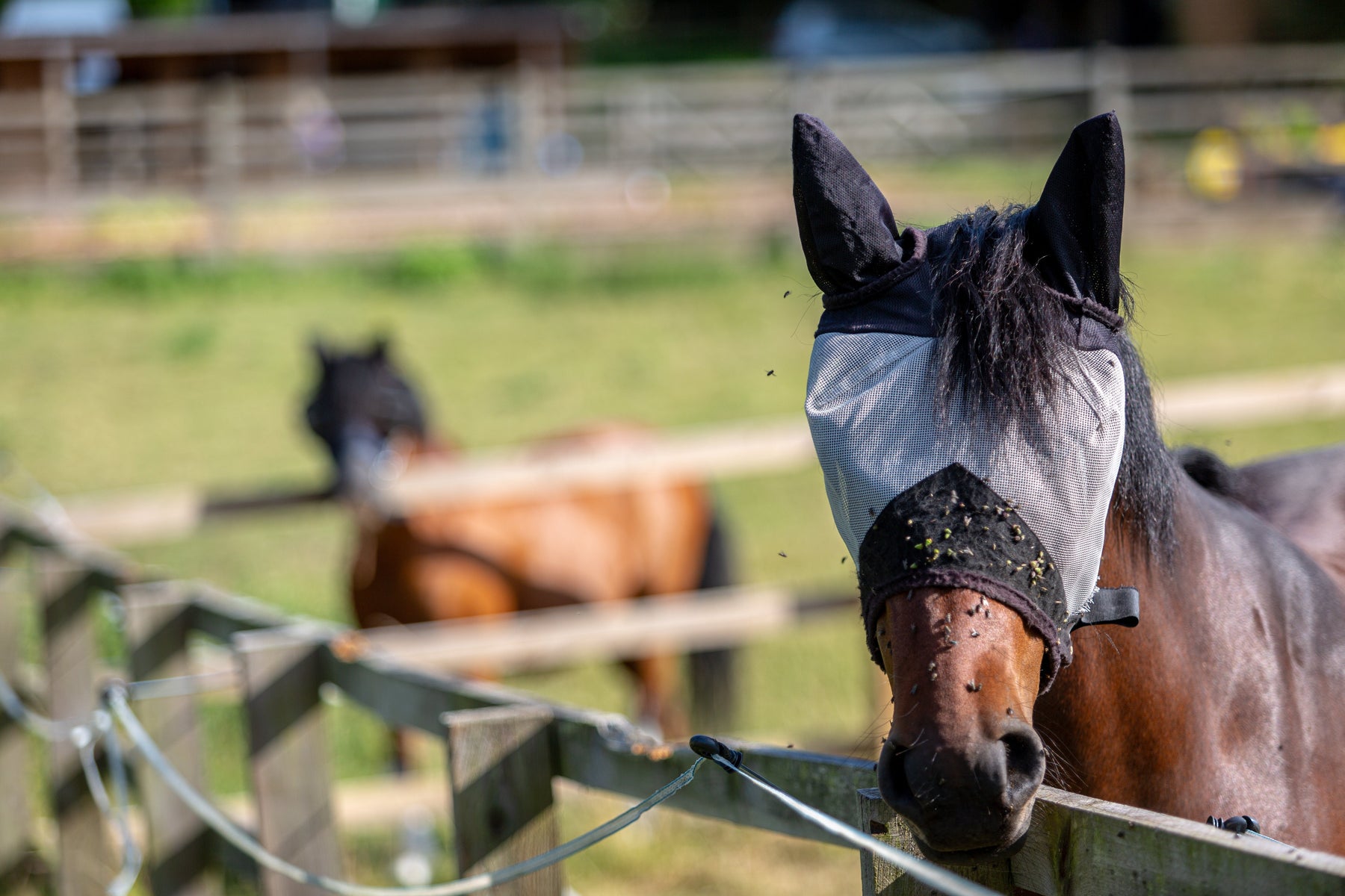 What Your Horse Wishes You Knew About the Summer Fly Season