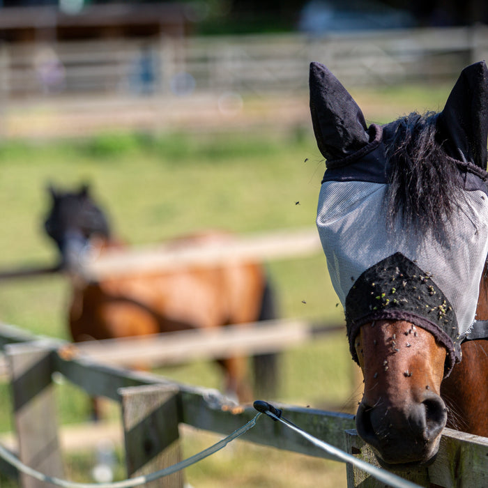 What Your Horse Wishes You Knew About the Summer Fly Season