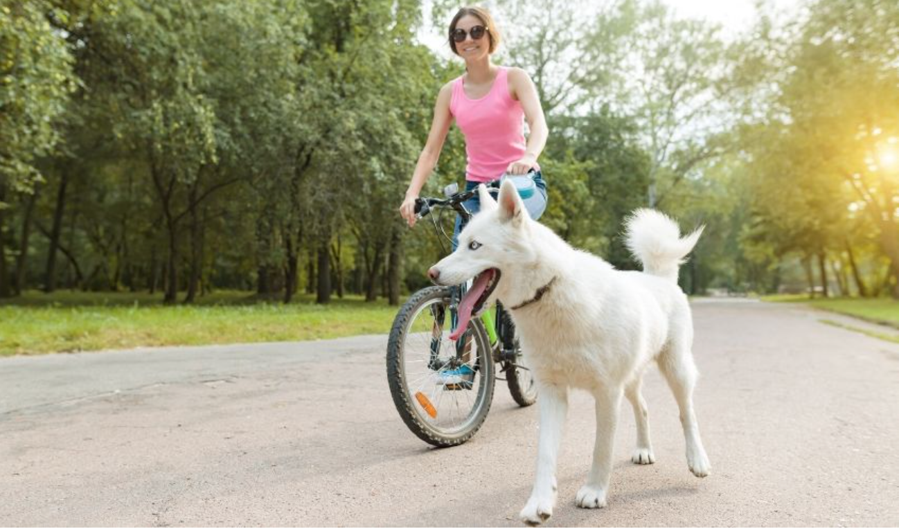 Biking with Your Dog