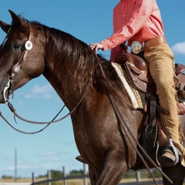 Conditioning Your Horse: 5 Types of Fitness