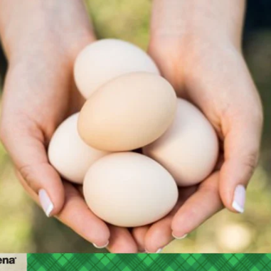 When Pullets Start to Lay Eggs