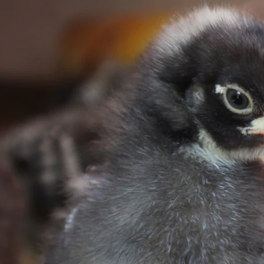 Considering Chickens? Q&A Just for You!