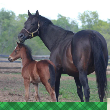 Feeding and Managing Pregnant Mares: Prenatal Nutrition