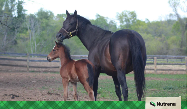 Feeding and Managing Pregnant Mares: Prenatal Nutrition