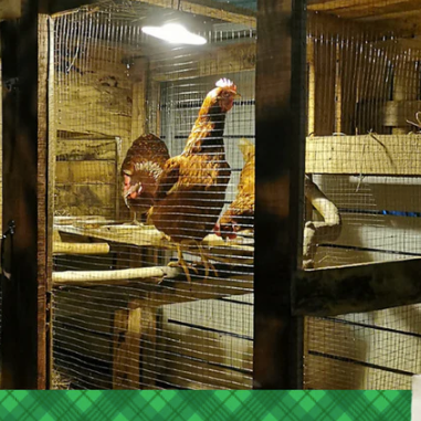 Winter Lighting for Chickens