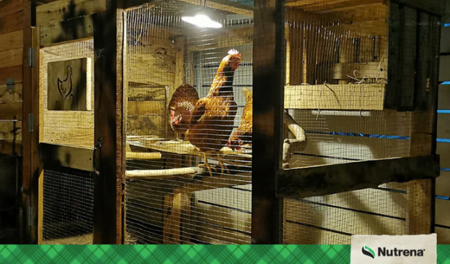 Winter Lighting for Chickens