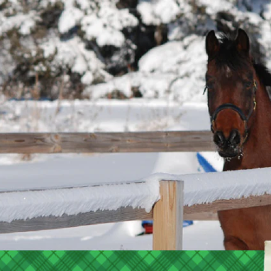 Prepare Your Horse For The Winter Months