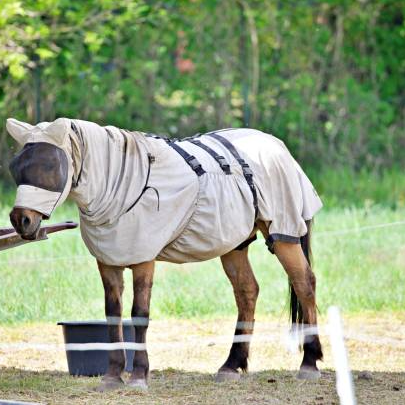 Unveiling the Secret to Fly-Free Horses – The Power of Fly Sheets!