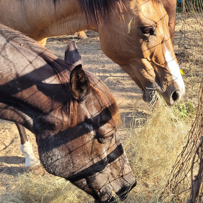 Maintaining Weight for Your Performance and Older Horses in Winter