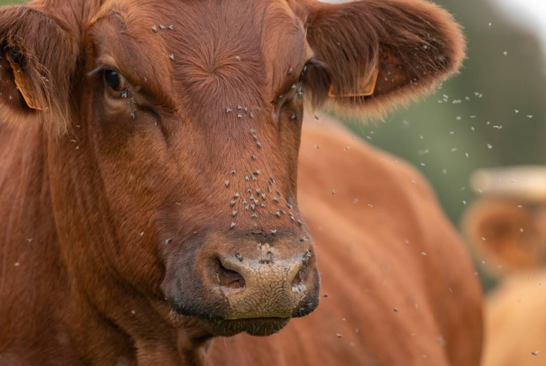 The Return of a Livestock Nightmare: Screwworm Cases Confirmed