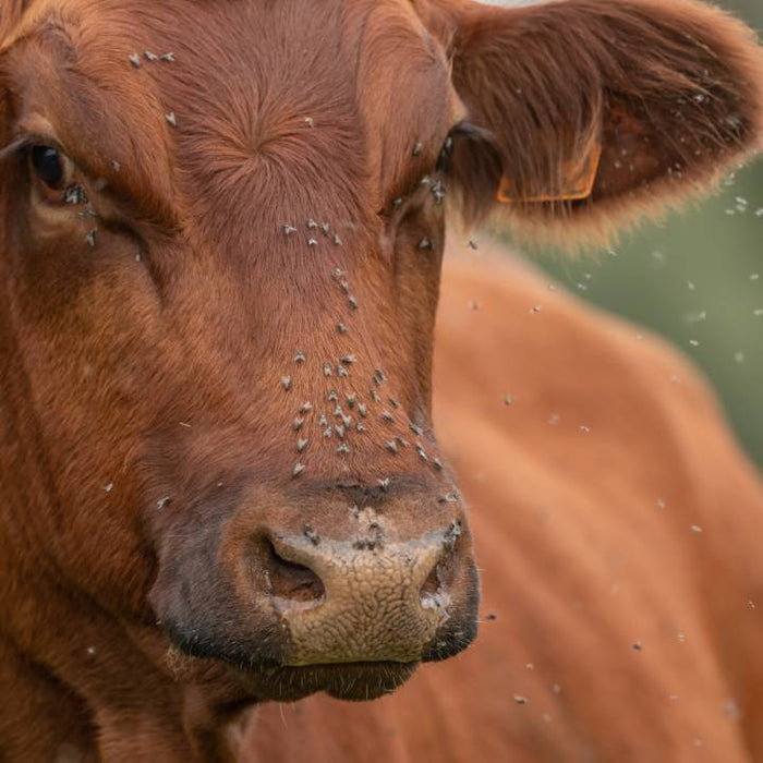 The Return of a Livestock Nightmare: Screwworm Cases Confirmed