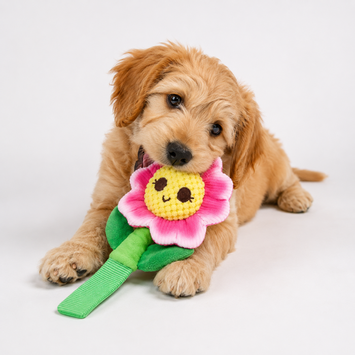 Bark Penny Pechewnia Plush Dog Toy Pets - Toys & Treats BARK