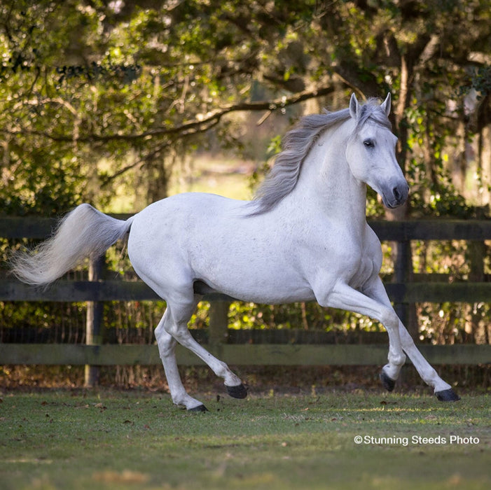 Breyer Caprechio del Richuelo