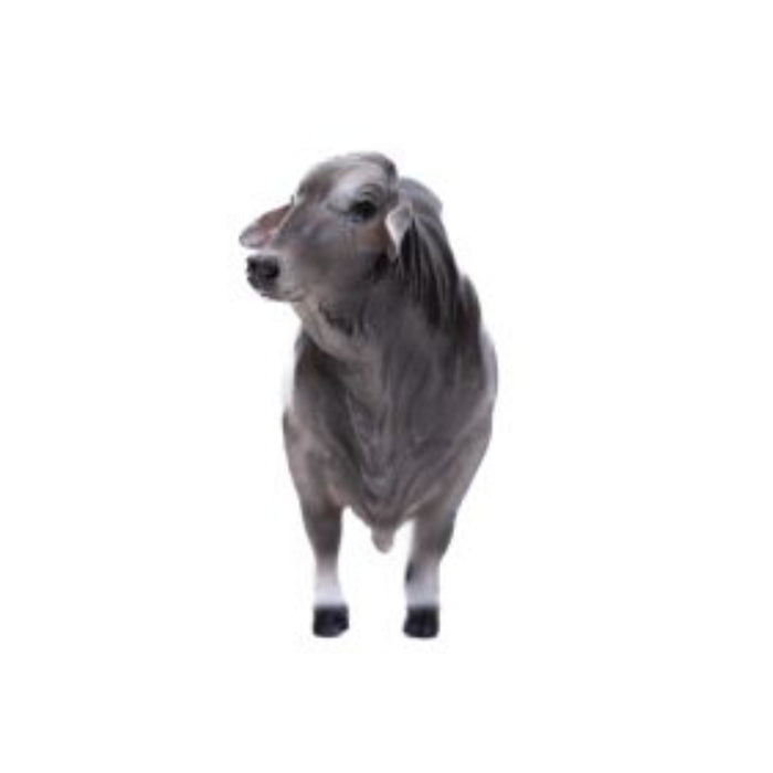 Little Buster Brahman Bull