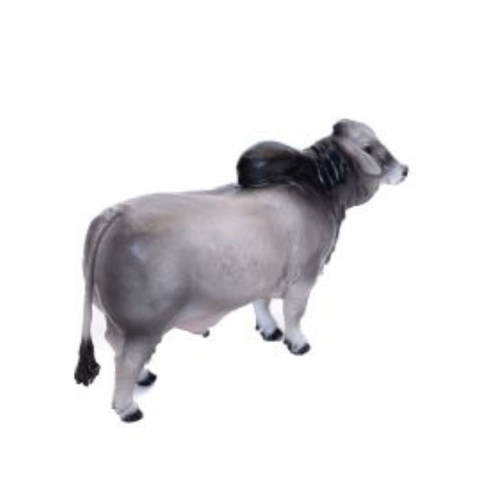 Little Buster Brahman Bull