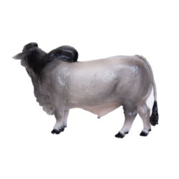 Little Buster Brahman Bull
