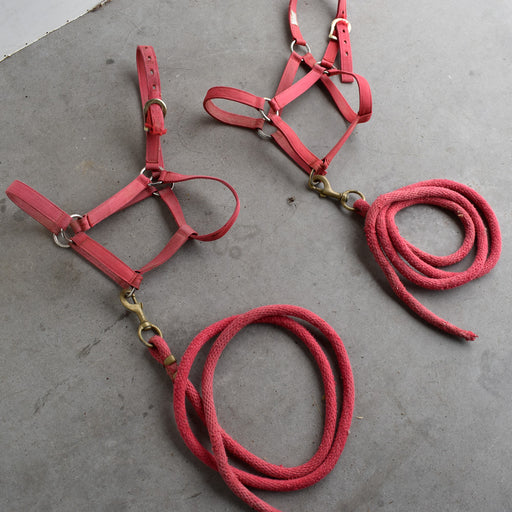 Used Assorted Rope With Halter With Leads Set of 2 Sale Barn Weaver