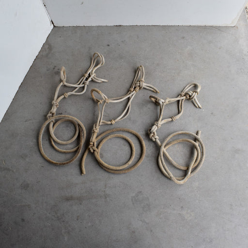Used Assorted Weanling Rope Halter With Leads Set of 3 Sale Barn Teskey's