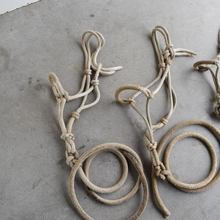 Used Assorted Weanling Rope Halter With Leads Set of 3 Sale Barn Teskey's