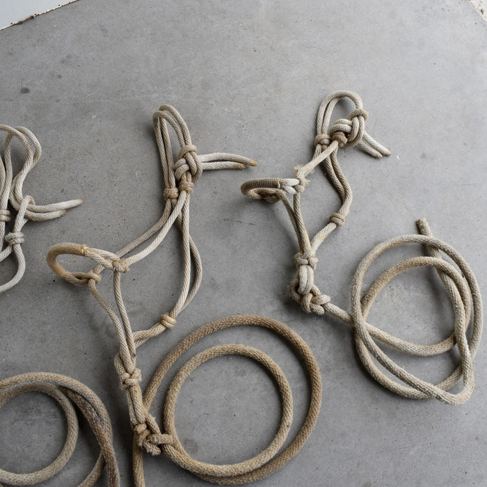 Used Assorted Weanling Rope Halter With Leads Set of 3 Sale Barn Teskey's